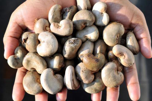 Raw Cashew Nut (RCN)